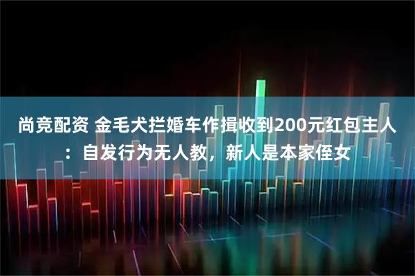 尚竞配资 金毛犬拦婚车作揖收到200元红包主人：自发行为无人教，新人是本家侄女