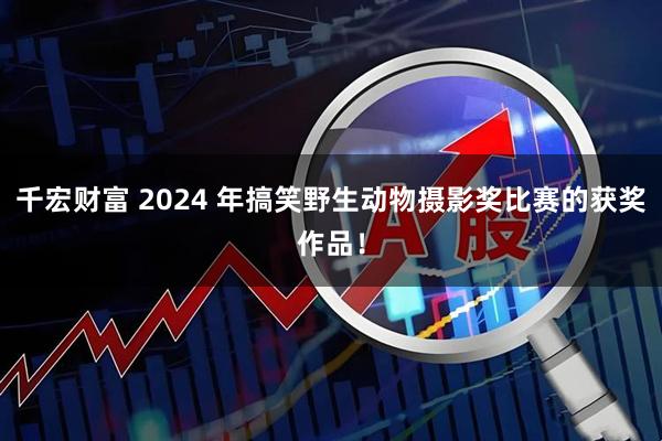 千宏财富 2024 年搞笑野生动物摄影奖比赛的获奖作品！